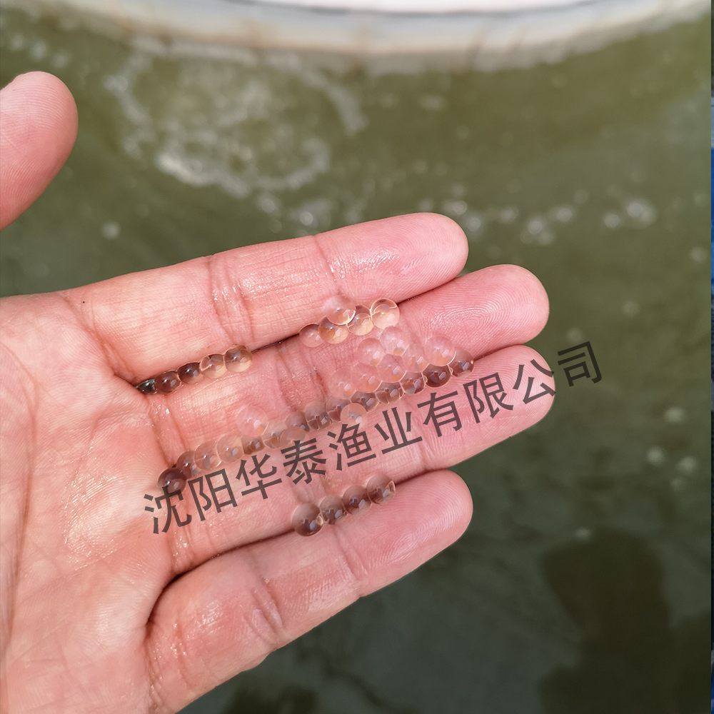 &#31859;&#20848;&#23448;&#26041;&#31449;&#32593;&#39029;&#29256;&#45;&#31859;&#20848;&#77;&#105;&#76;&#97;&#110;&#40;&#20013;&#22269;&#41;